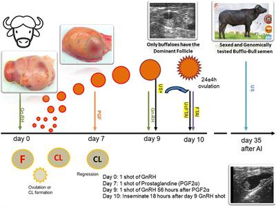 Upgrading the fixed-time artificial insemination (FTAI) protocol in Romanian buffaloes